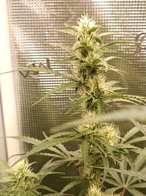 Blackberry Gas Auto Monkey Genetics🙊. Week 6