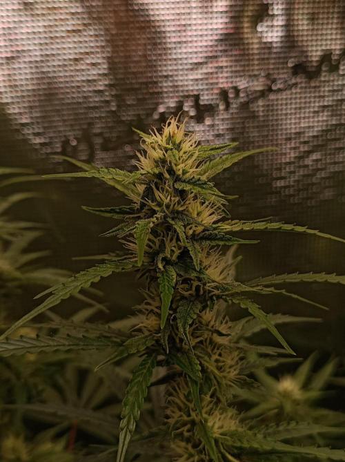Blackberry Gas Auto . Week 6