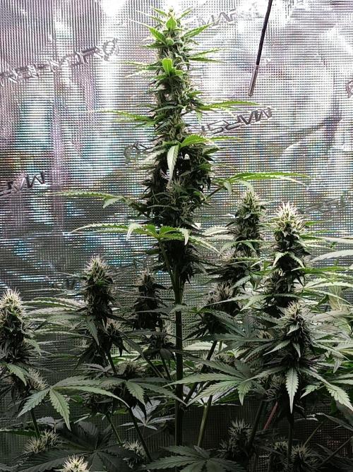 Biscotti Auto   Monkey Genetics🐒. Week 6