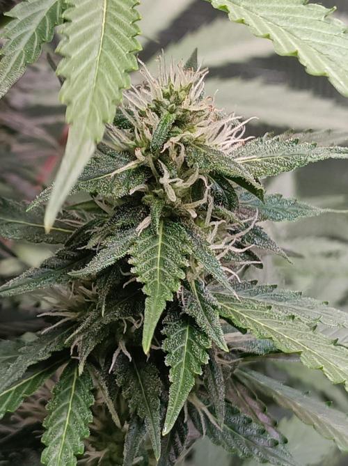 Biscotti Auto   Monkey Genetics🐒. Week 6