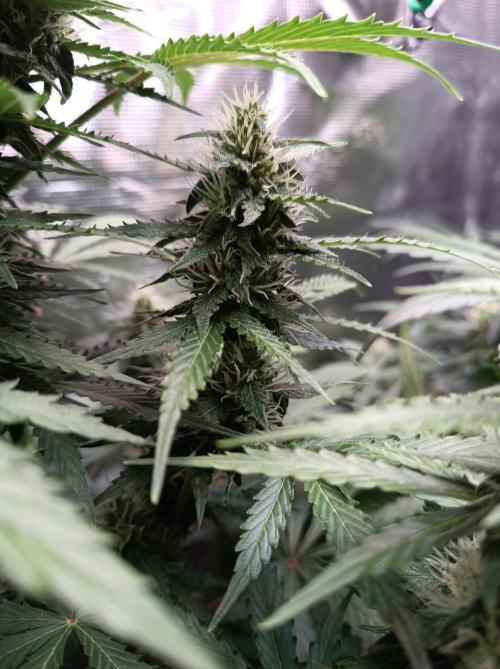 Biscotti Auto   Monkey Genetics🐒. Week 6