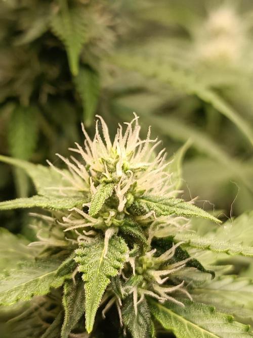 Biscotti Auto   Monkey Genetics🐒. Week 6