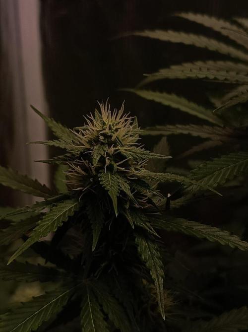 Biscotti Auto   Monkey Genetics🐒. Week 6