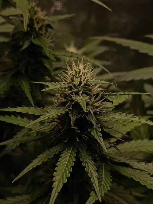 Biscotti Auto   Monkey Genetics🐒. Week 6