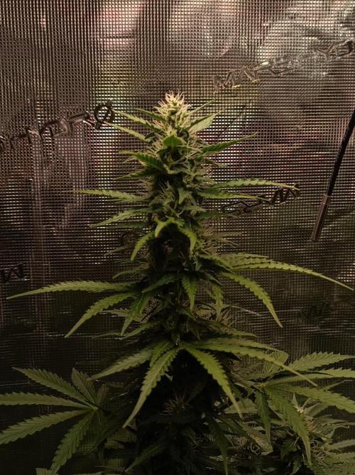 Biscotti Auto   Monkey Genetics🐒. Week 6