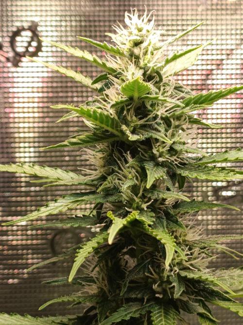 Biscotti Auto   Monkey Genetics🐒. Week 6