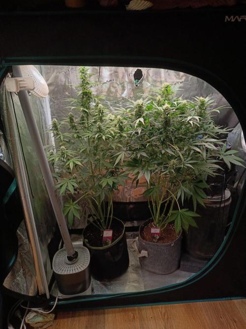 Biscotti Auto   Monkey Genetics🐒. Week 6