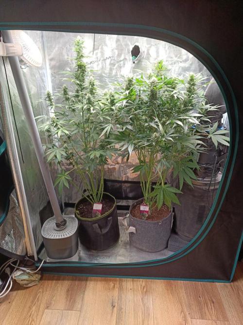 Biscotti Auto   Monkey Genetics🐒. Week 6
