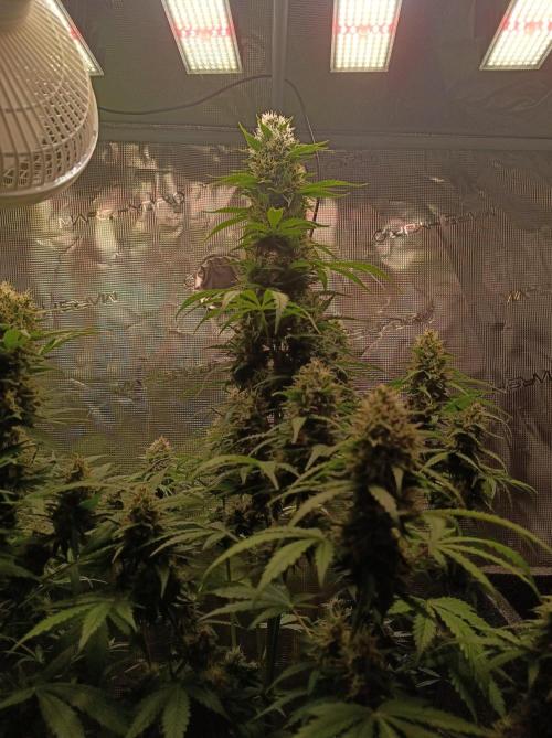 Biscotti Auto   Monkey Genetics🐒. Week 8