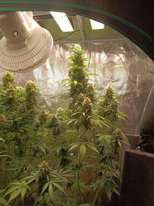 Biscotti Auto   Monkey Genetics🐒. Week 8