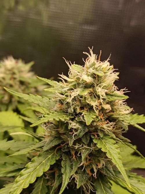 Biscotti Auto   Monkey Genetics🐒. Week 8