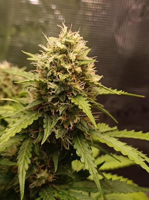 Biscotti Auto   Monkey Genetics🐒. Week 8