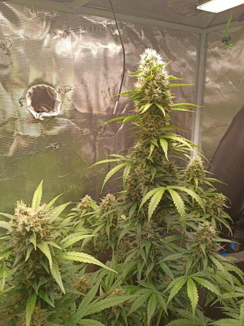 Biscotti Auto   Monkey Genetics🐒. Week 8