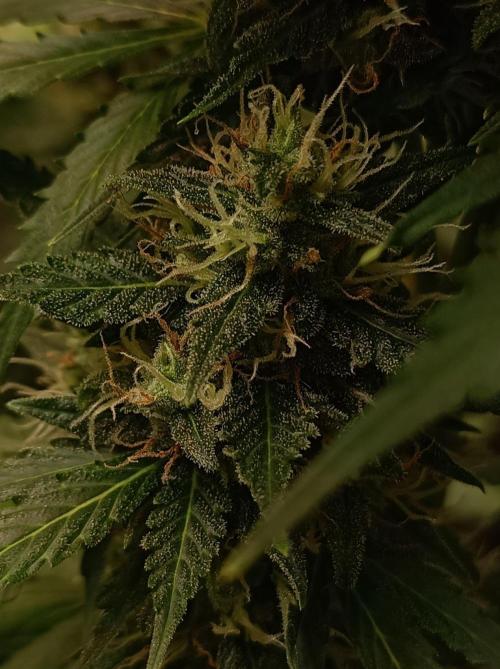 Biscotti Auto   Monkey Genetics🐒. Week 8