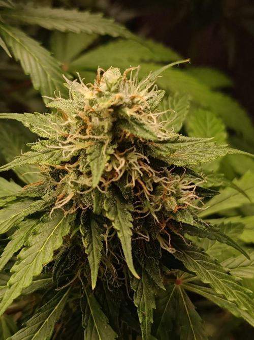 Biscotti Auto   Monkey Genetics🐒. Week 8