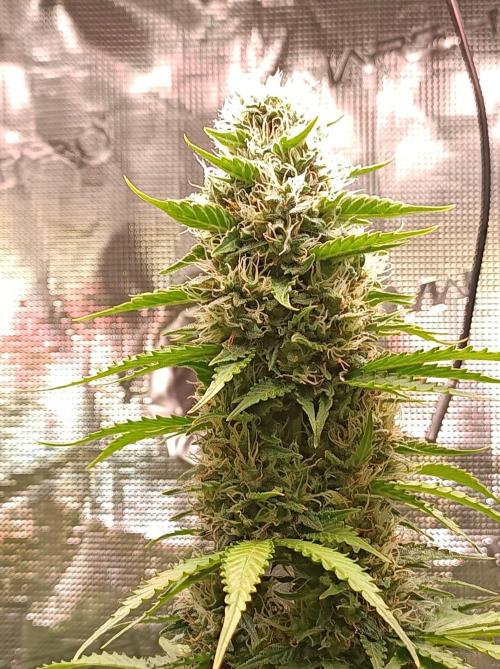 Biscotti Auto   Monkey Genetics🐒. Week 8