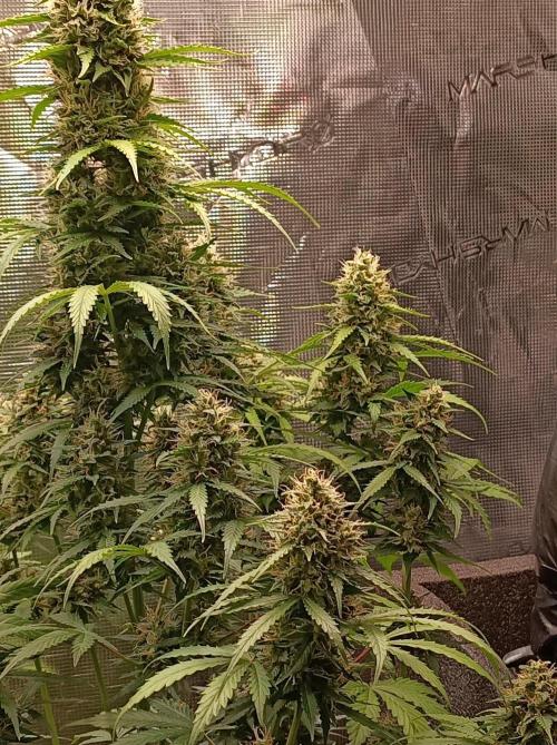 Biscotti Auto   Monkey Genetics🐒. Week 8