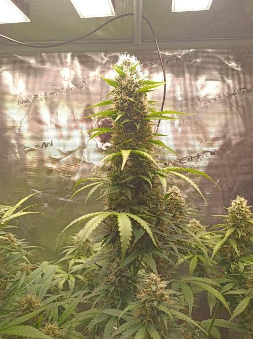 Biscotti Auto. Week 8