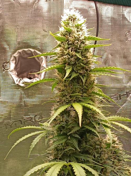Biscotti Auto   Monkey Genetics🐒. Week 8