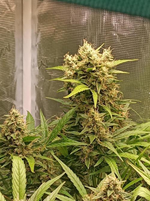 Blackberry Gas Auto Monkey Genetics🙊. Week 8