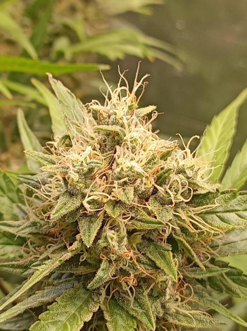 Blackberry Gas Auto Monkey Genetics🙊. Week 8