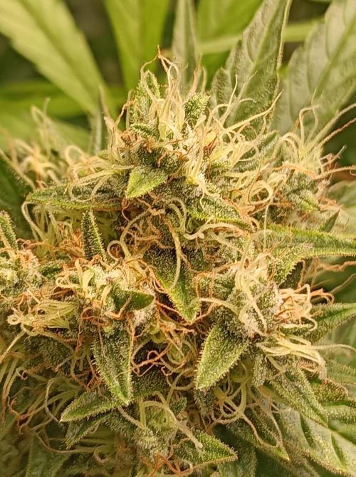 Blackberry Gas Auto Monkey Genetics🙊. Week 8