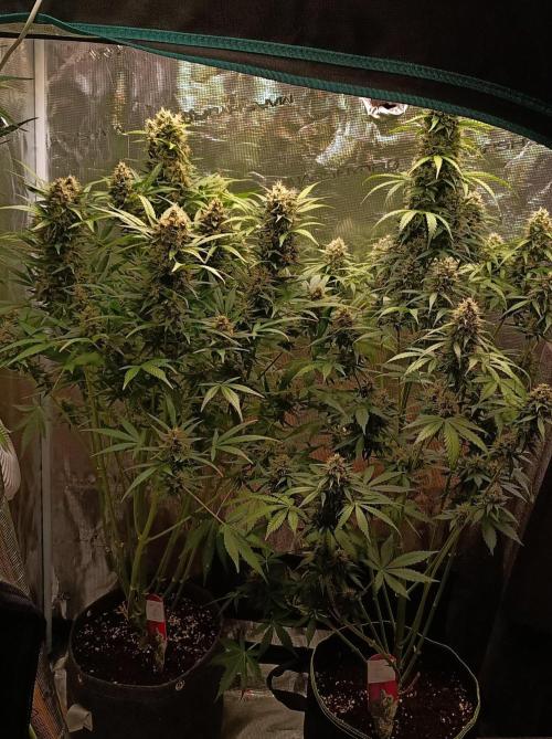 Blackberry Gas Auto Monkey Genetics🙊. Week 8