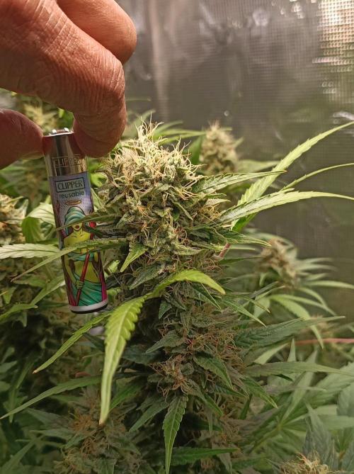 Blackberry Gas Auto Monkey Genetics🙊. Week 8