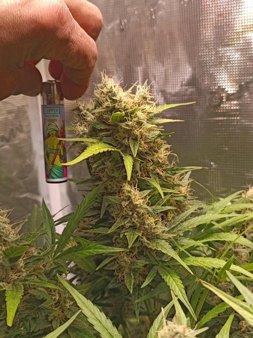 Blackberry Gas Auto Monkey Genetics🙊. Week 8