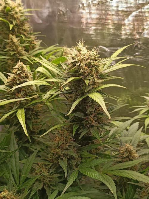 Blackberry Gas Auto Monkey Genetics🙊. Week 8