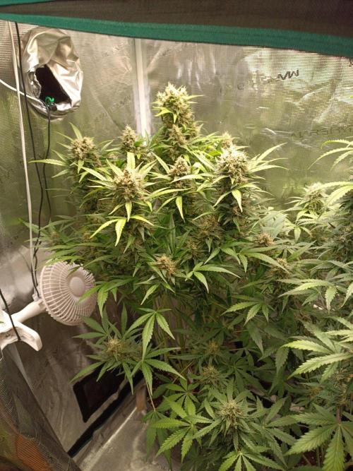 Blackberry Gas Auto Monkey Genetics🙊. Week 8