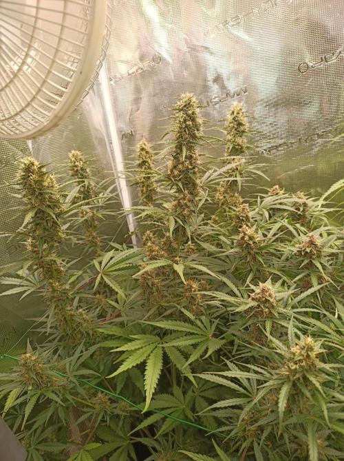 Blackberry Gas Auto Monkey Genetics🙊. Week 8