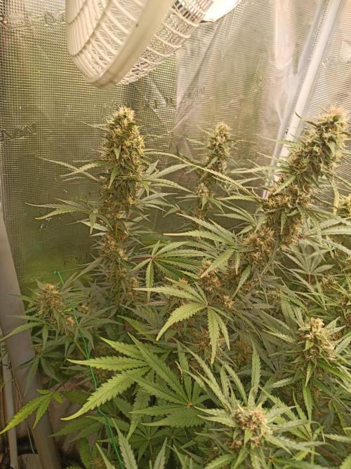Blackberry Gas Auto Monkey Genetics🙊. Week 8
