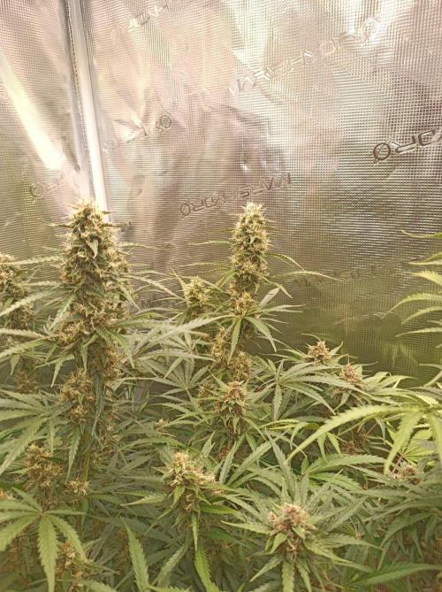 Blackberry Gas Auto Monkey Genetics🙊. Week 8