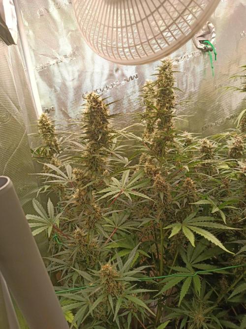 Blackberry Gas Auto Monkey Genetics🙊. Week 8