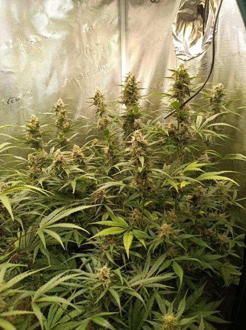 Blackberry Gas Auto Monkey Genetics🙊. Week 8