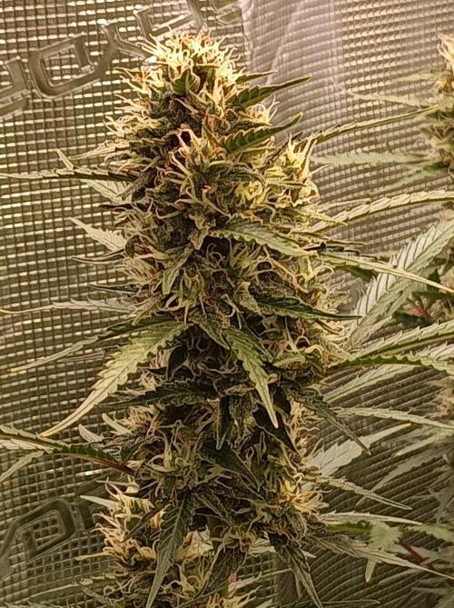 Blackberry Gas Auto . Week 8