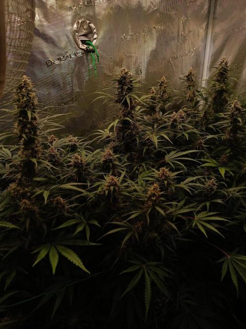 Jack Frost Widow Auto  Monkey Genetics🐒. Week 8