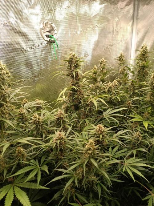 Jack Frost Widow Auto  Monkey Genetics🐒. Week 8