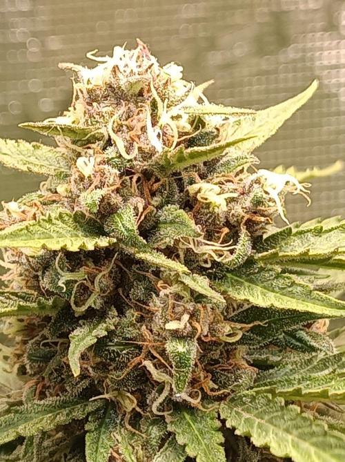 Jack Frost Widow Auto  Monkey Genetics🐒. Week 8