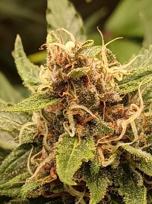 Jack Frost Widow Auto  Monkey Genetics🐒. Week 8
