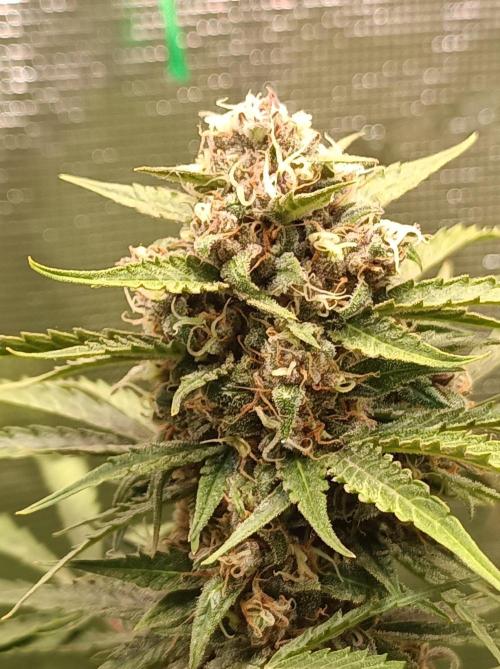 Jack Frost Widow Auto  Monkey Genetics🐒. Week 8