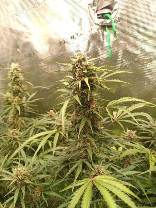 Jack Frost Widow Auto  Monkey Genetics🐒. Week 8