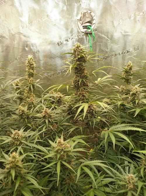 Jack Frost Widow Auto  Monkey Genetics🐒. Week 8