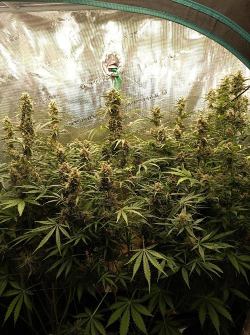Jack Frost Widow Auto  Monkey Genetics🐒. Week 8