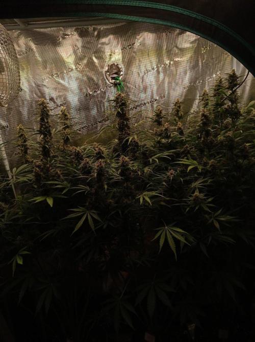 Jack Frost Widow Auto. Week 8