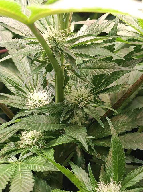 Cosmic Kiss ⭐💋. Week 7