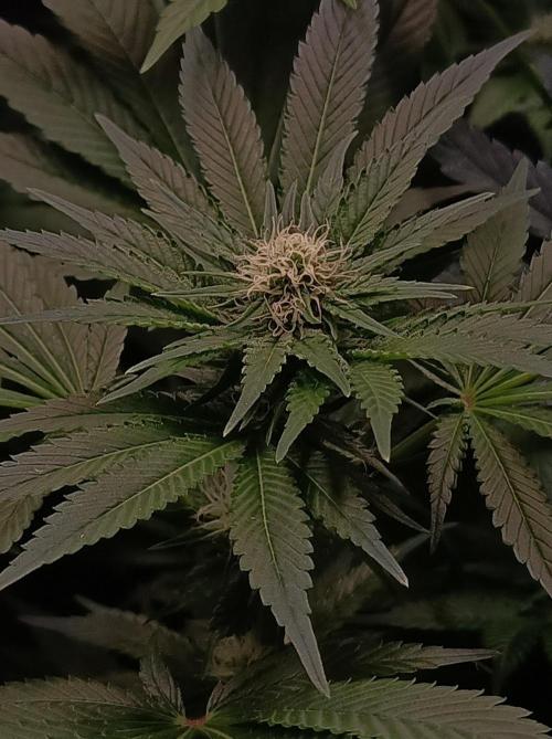 Cosmic Kiss ⭐💋. Week 7