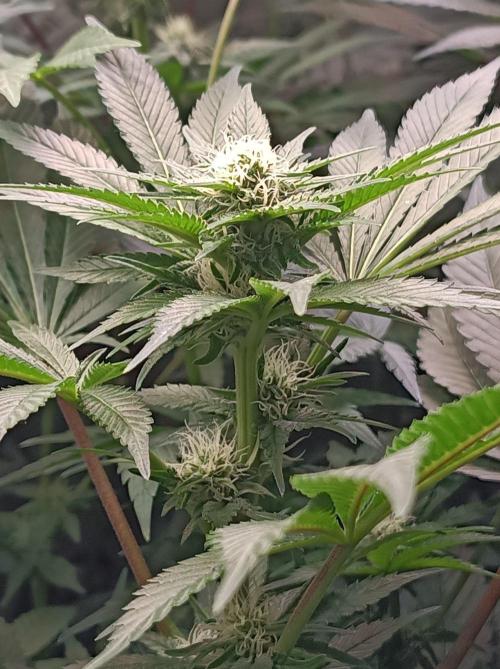 Cosmic Kiss ⭐💋. Week 7