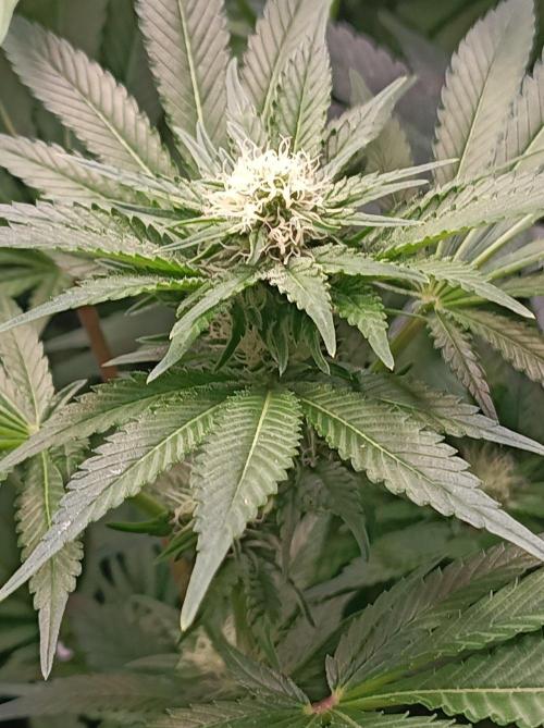 Cosmic Kiss ⭐💋. Week 7